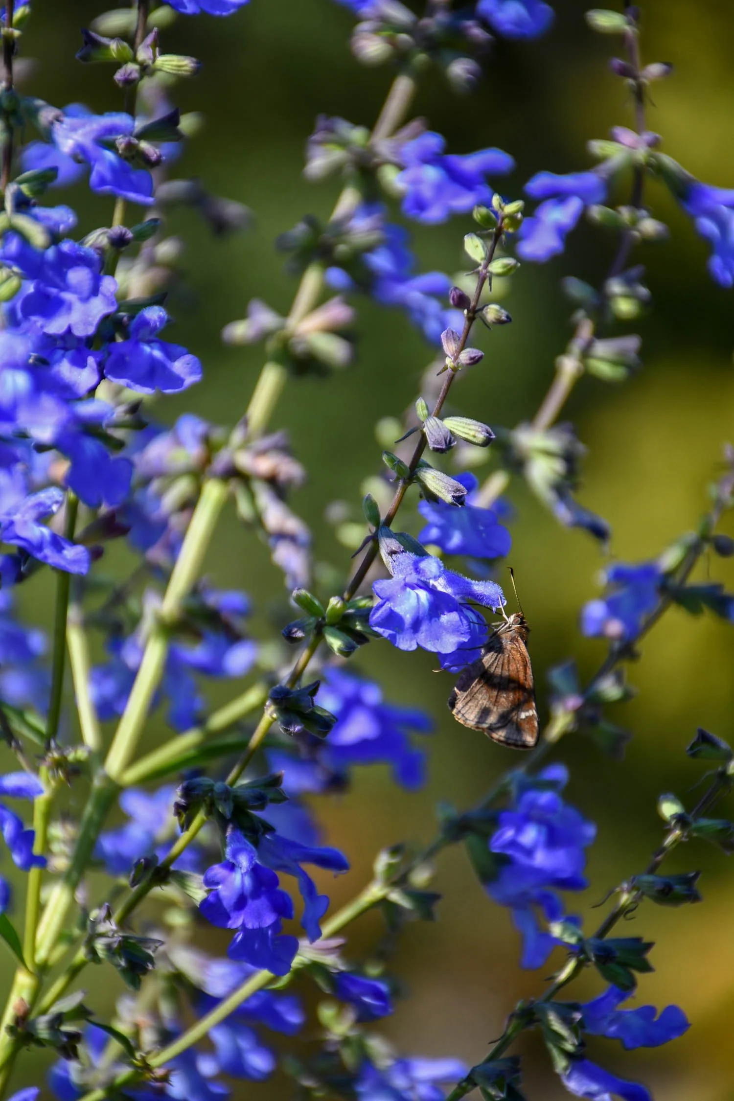 Salvia azurea | prairie sage | Meristem